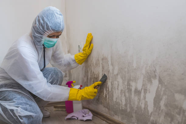 Best Attic Mold Removal  in Norman Park, GA