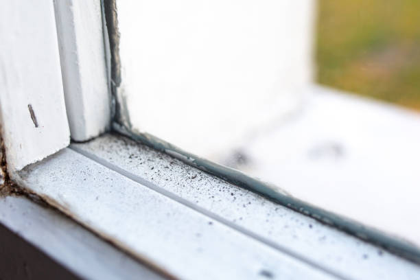 Best Forensic Mold Investigation  in Norman Park, GA