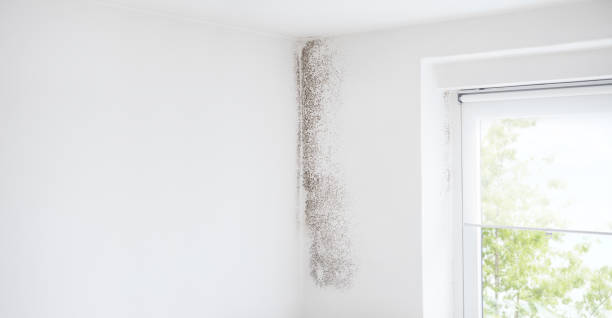 Best Indoor Air Quality Assessment  in Norman Park, GA