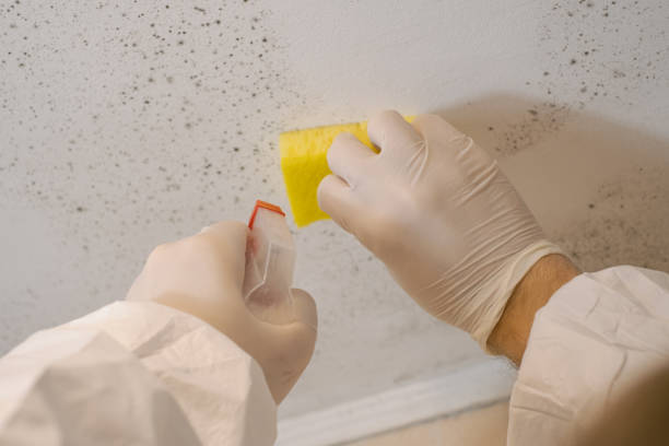 Best Mold Odor Removal Services  in Norman Park, GA