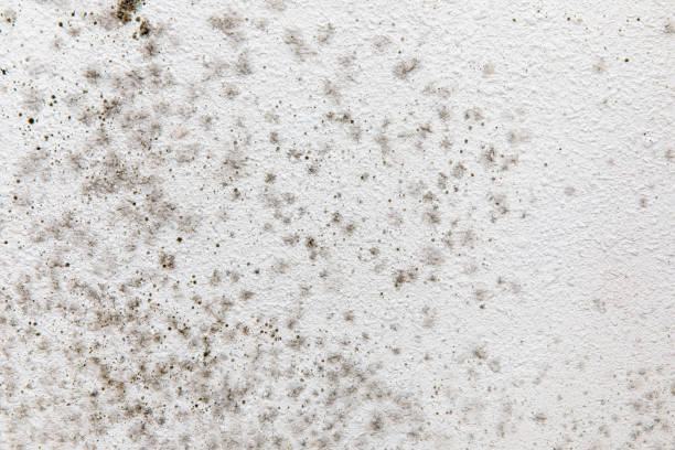 Best Asbestos and Lead Testing During Mold Inspection  in Norman Park, GA