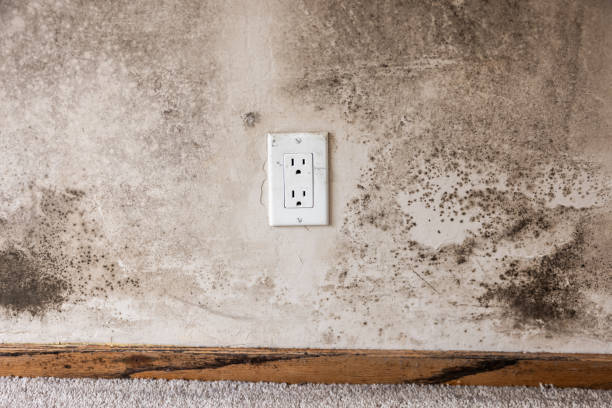 Best Black Mold Removal  in Norman Park, GA