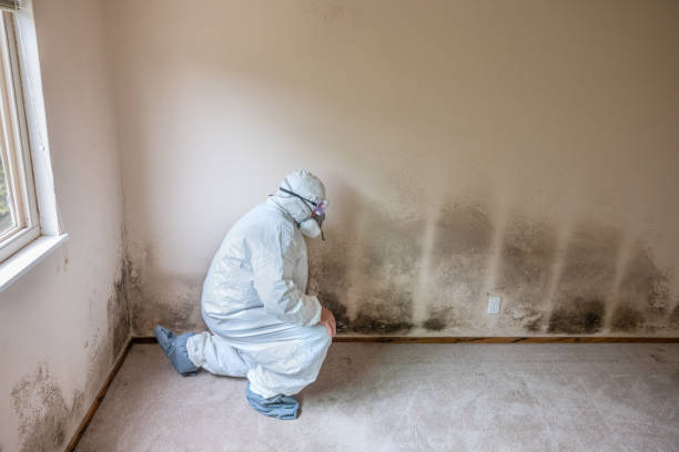 Best Mold Odor Removal Services  in Norman Park, GA