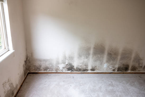 Best Comprehensive Air Testing for Mold Contaminants  in Norman Park, GA