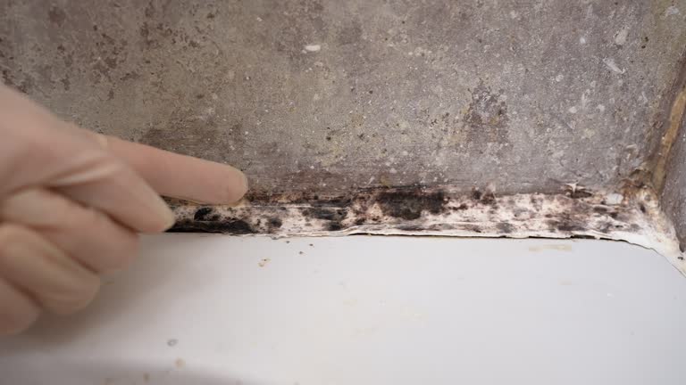 Best Air Quality Testing for Mold Spores  in Norman Park, GA
