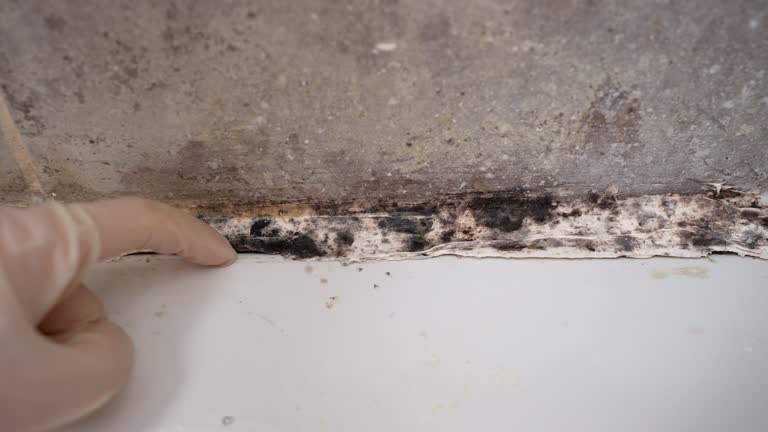 Best Mold Removal for HVAC Installations  in Norman Park, GA