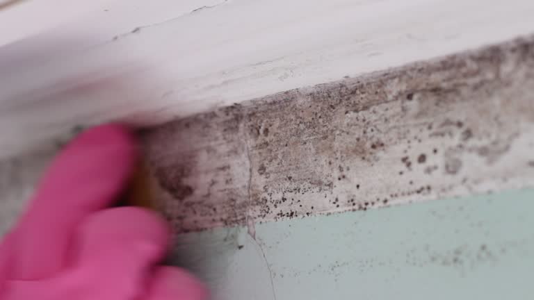 Best Basement Mold Removal  in Norman Park, GA